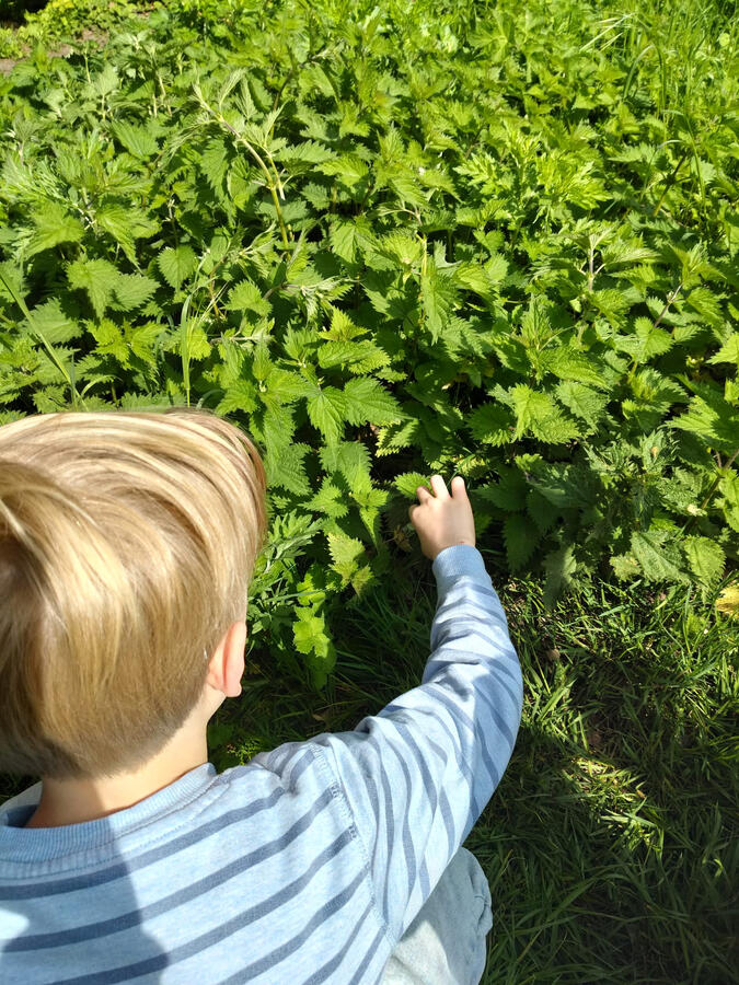 Proeven dapper wilde planten